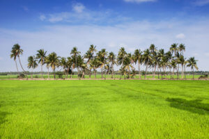 The Dharma Of Global Sustainability